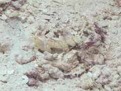 Amblyeleotris guttata