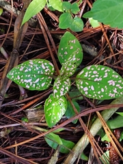 Hypoestes phyllostachya