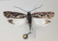 Ethmia albitogata