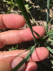 Elymus smithii