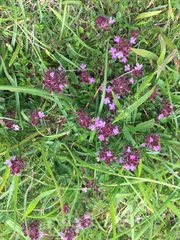 Thymus praecox britannicus