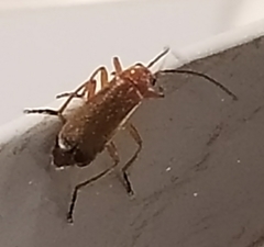 Rhagonycha fulva