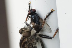 Azeliinae