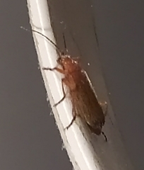 Rhagonycha fulva