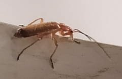 Rhagonycha fulva