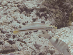 Hologymnosus doliatus