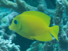 Ctenochaetus cyanocheilus