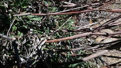 Eriogonum nudum auriculatum