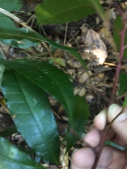 Elaeocarpus eumundii