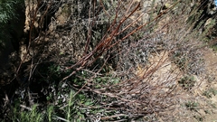 Eriogonum nudum auriculatum