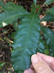 Elaeocarpus eumundii