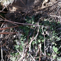 Eriogonum nudum auriculatum