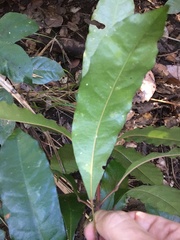 Elaeocarpus eumundii