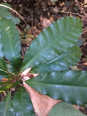 Elaeocarpus eumundii