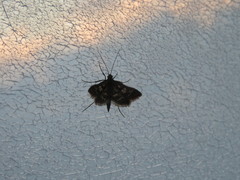 Diasemia grammalis