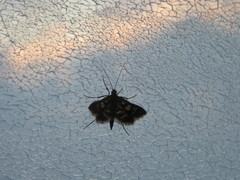 Diasemia grammalis
