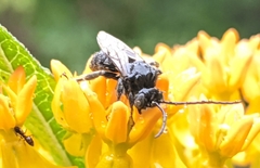 Melissodes bimaculatus