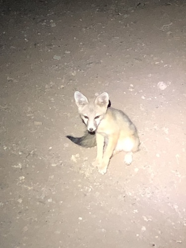 Kit Fox photographed in New Mexico
