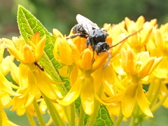 Melissodes bimaculatus