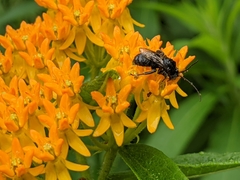 Melissodes bimaculatus