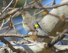 Setophaga coronata