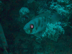 Priacanthus blochii