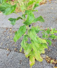 Pluchea carolinensis