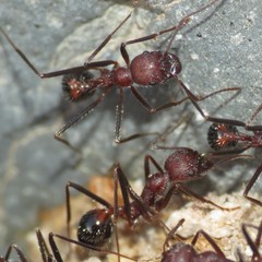 Novomessor albisetosus