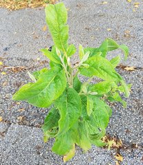 Pluchea carolinensis