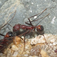 Novomessor albisetosus