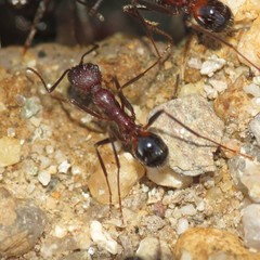 Novomessor albisetosus