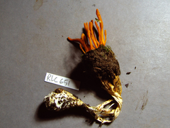 Cordyceps nidus