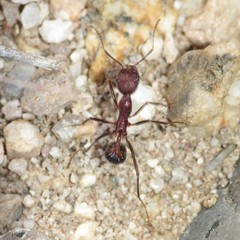 Novomessor albisetosus