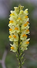 Linaria vulgaris