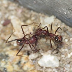 Novomessor albisetosus