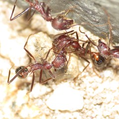 Novomessor albisetosus