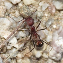 Novomessor albisetosus