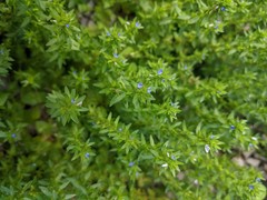 Veronica arvensis
