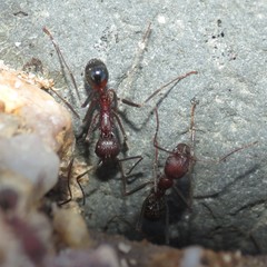 Novomessor albisetosus