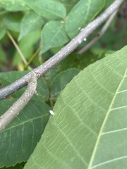 Caryomyia urnula