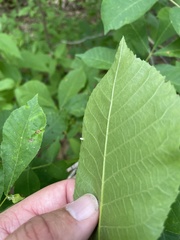 Caryomyia urnula