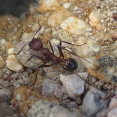 Novomessor albisetosus