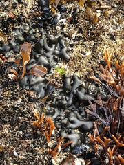 Codium setchellii