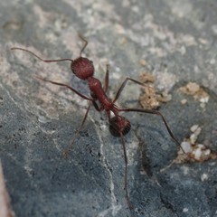 Novomessor albisetosus