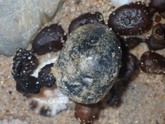 Nerita erythrostoma