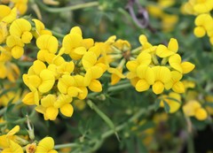 Lotus corniculatus
