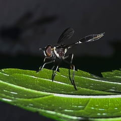 Salpingogaster
