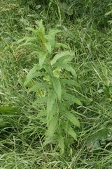 Chamaenerion angustifolium