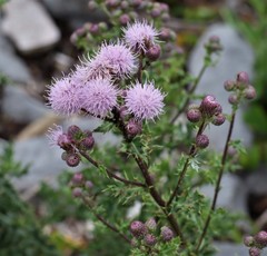 Cirsium arvense
