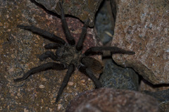 Aphonopelma gabeli